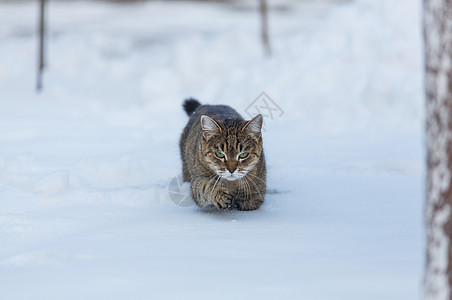 冬天的雪中猫出来图片