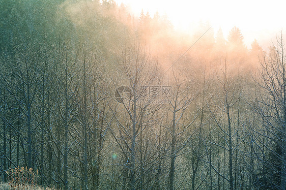 风景秀丽的雪覆盖森林冬季很适合诞节背景图片