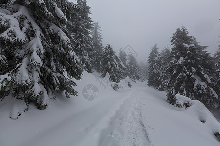 风景秀丽的雪覆盖森林冬季很适合诞节背景高清图片