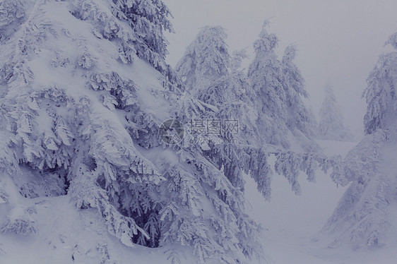 风景秀丽的雪覆盖森林冬季很适合诞节背景图片