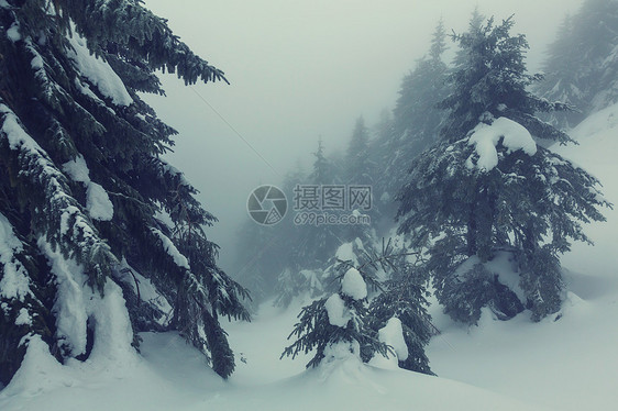 冬季场景森林覆盖着雪,色调像instagram过滤器图片