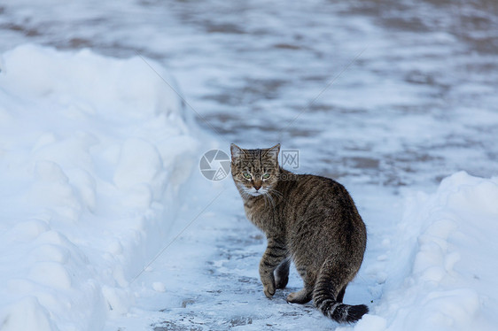 冬天的雪中猫出来图片