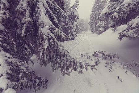 冬季场景森林覆盖着雪,色调像instagram过滤器图片