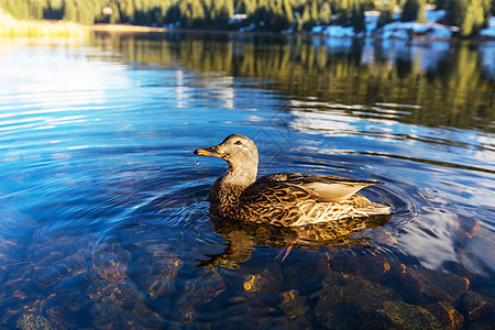 山湖上神奇的马拉德鸭图片