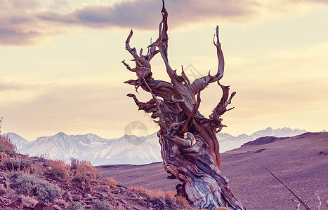 古老的鬃毛松树,扭曲粗糙的特征加利福尼亚,美国图片