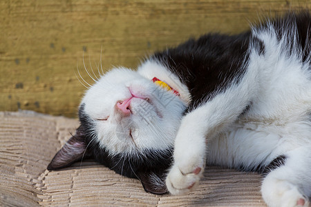 漂亮的塔比猫的特写镜头图片