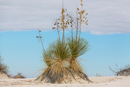 肥皂树尤卡尤卡埃拉塔紧贴白沙纪念碑的沙丘上,新墨西哥图片