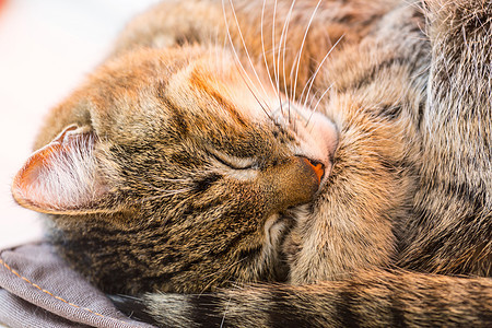 漂亮的塔比猫的特写镜头图片