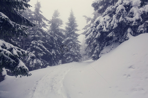 风景秀丽的雪覆盖森林冬季很适合诞节背景图片