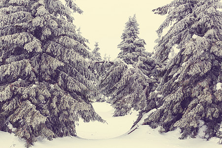 冬季场景森林覆盖着雪,色调像instagram过滤器图片