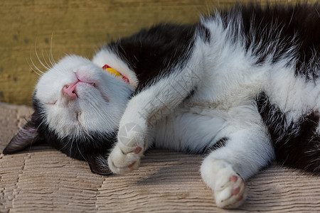 漂亮的塔比猫的特写镜头图片