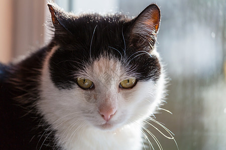 漂亮的塔比猫的特写镜头图片