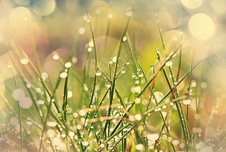 湿草背景图片