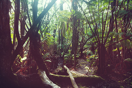 夏威夷的丛林图片