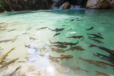 鱼池塘里游泳,埃拉万瀑布,泰国图片