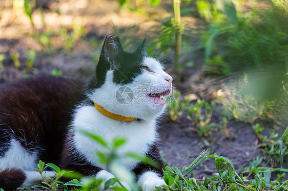 漂亮的塔比猫的特写镜头图片