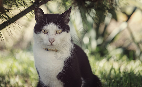 漂亮的塔比猫的特写镜头图片