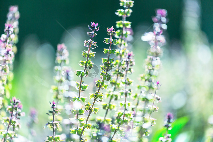 生长家庭花园中的罗勒植物高清图片下载 正版图片 摄图网