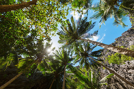热带岛屿上的棕榈种植园图片