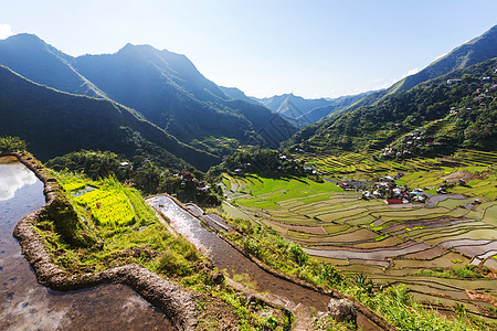 菲律宾美丽的绿色水稻梯田吕宋岛的水稻种植图片