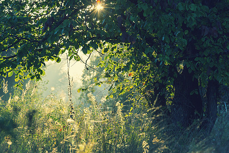 日出时间的夏季森林鼓舞人心的夏季背景图片