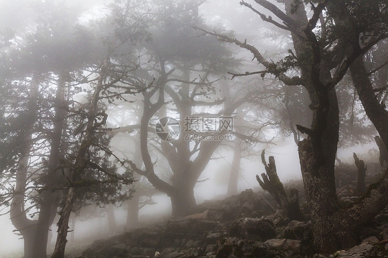 神奇的薄雾森林图片