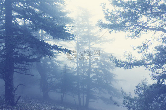 神奇的薄雾森林图片