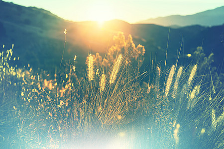 火绒草草地上阳光明媚的天背景