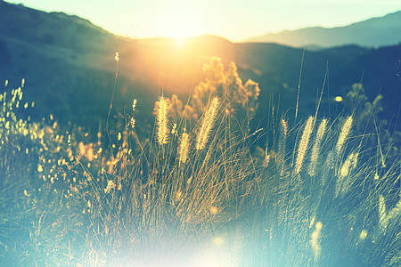 草地上阳光明媚的天背景图片