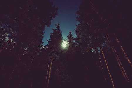 夏天森林的夜晚图片