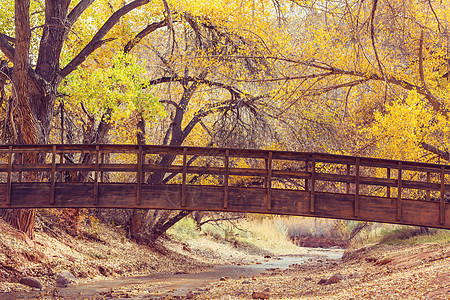 秋天森林里神奇的木桥图片