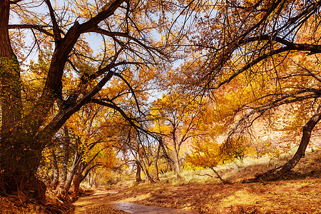秋天的小溪秋天的森林小溪图片