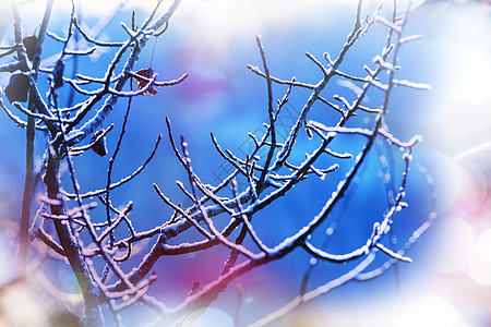 冬天森林里的冷冻树木图片