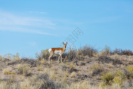 美洲草原叉角羚羚羊,犹他州,美国图片