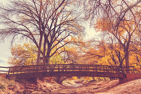 秋天森林里神奇的木桥图片