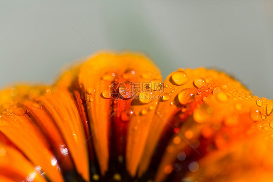 用水滴靠近橙色的花图片