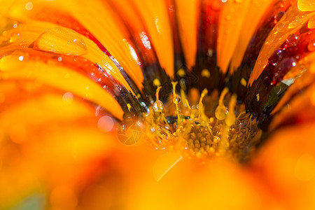 用水滴靠近橙色的花图片