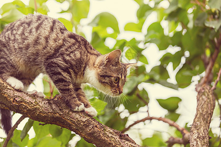 小猫图片