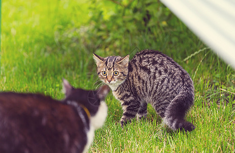 小猫图片