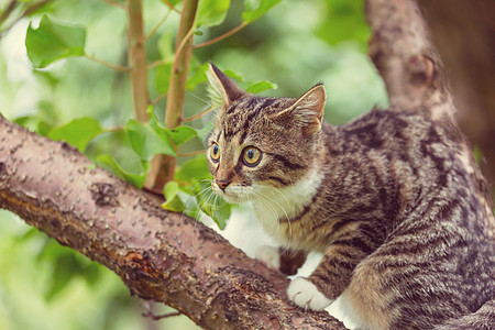 小猫图片