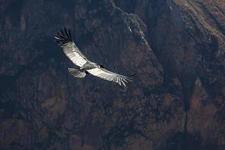 飞的鸟秘鲁科卡峡谷里的飞行背景