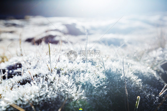 冬天的早晨山上拍摄冰冻的草图片