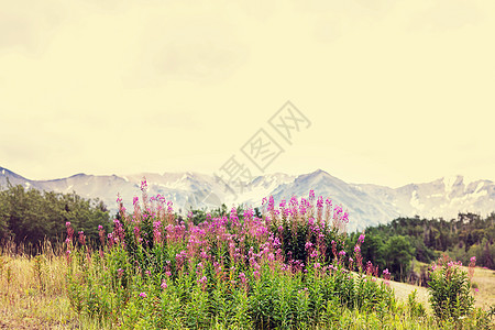 夏天阿拉斯加风景如画的山脉积雪覆盖的地块,冰川岩石峰图片