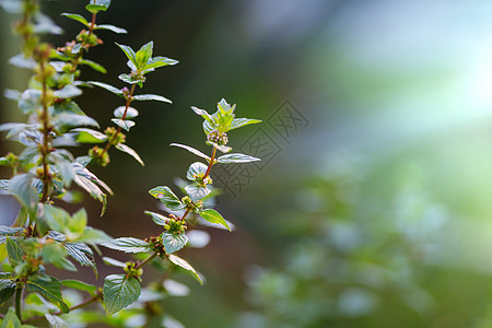 薄荷花图片