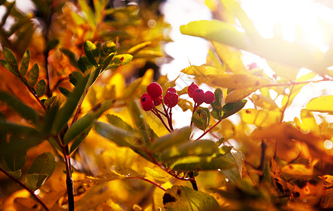 秋天的罗旺树图片