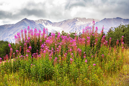 夏天阿拉斯加风景如画的山脉积雪覆盖的地块,冰川岩石峰图片