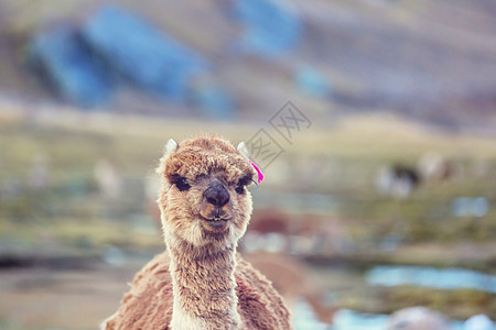 安斯山脉的秘鲁羊驼图片