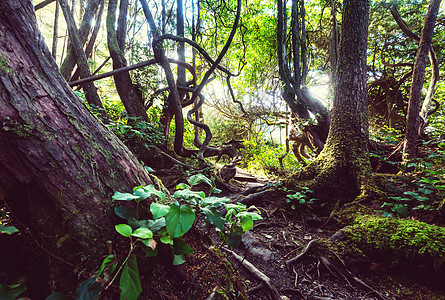 加大列颠哥伦比亚省温哥华岛的雨林图片