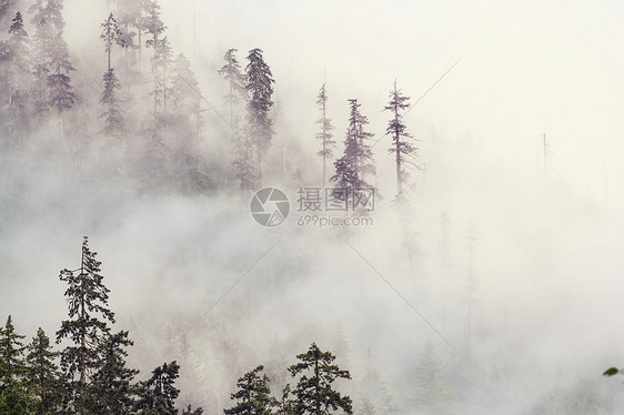 神奇的薄雾森林图片