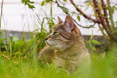 猫猫科动物狠的女人爵士乐爱好者高清图片